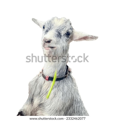 a photography of a goat with a collar and a frisbee in its mouth, there is a goat that is sitting down with a frisbee in its mouth.