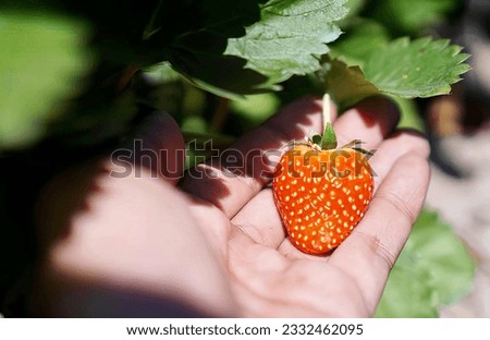 a photography of a person holding a strawberry in their hand, someone holding a strawberry in their hand in a garden.