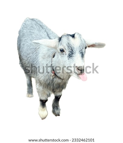 a photography of a goat with a tongue sticking out, there is a goat that is standing up with its tongue out.