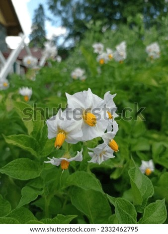 Close-up picture of a white potato flowers and a potato field.