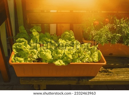 Lettuce growing in container.Summer season. High quality photo