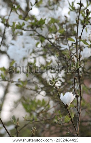 Beautiful white magnolia flowers on branches in the spring wallpaper