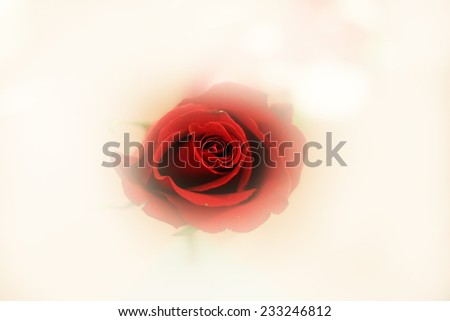 abstract scene with rose