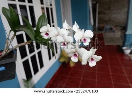 Flowers white in the home stay 