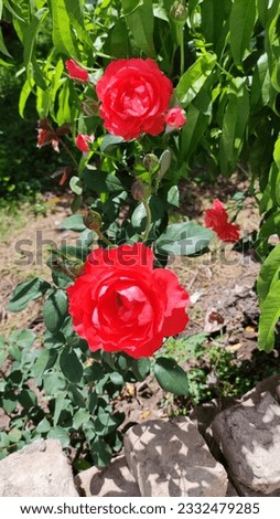 Red rose, rose picture for wallpaper, rose, fresh flower, blooming, spring season, gardening, nature, beautiful view for Instagram post, Facebook cover photo, red rose plant, Rosa