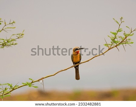 White fronted Bee Eater bird, sitting on branch looking right, Kruger National Park. South Africa
