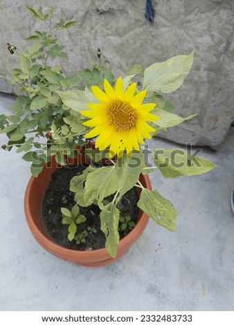 Very beautiful and nice looking sunflower picture 