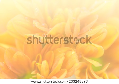 Gerbera , Barberton daisy Flowers soft focus with pastel tones.