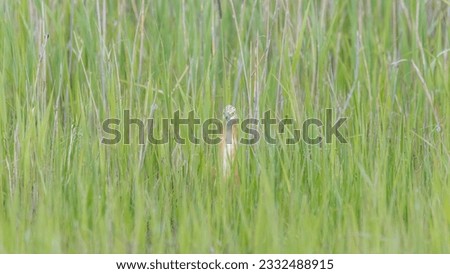 Squacco heron hiding among tall water plants