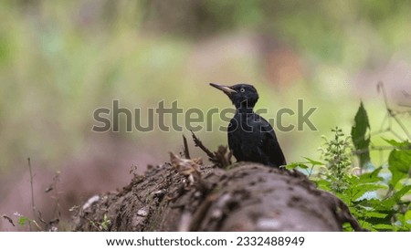 Black woodpecker on dead fir tree