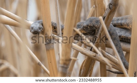 Dice snake looking  strait from a dried reed plant