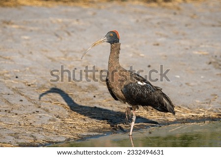 Red naped ibis or Indian black ibis or Pseudibis papillosa bird closeup or portrait at ranthambore national park rajasthan india asia
