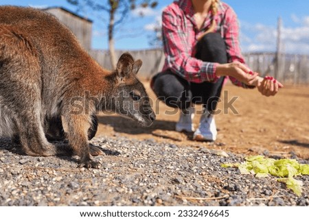 Kangaroo eating some fruit on ground, blurred woman in background near