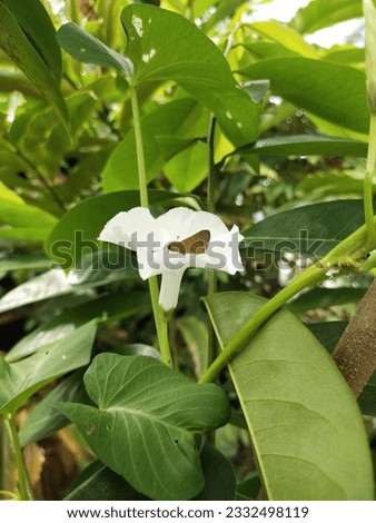 Nice White Flower with Butterfly 