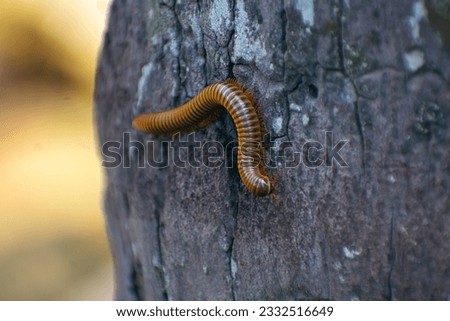 Anadenobolus monilicornis, known as the yellow-banded millipede or bumble bee millipede, is a species of millipede in the family Rhinocricidae. Royalty-Free Stock Photo #2332516649