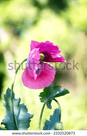 Pink poppy grows in the garden; close-up.