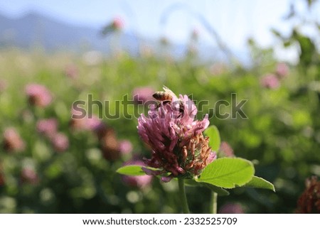 bee on the pink flower in sunlight