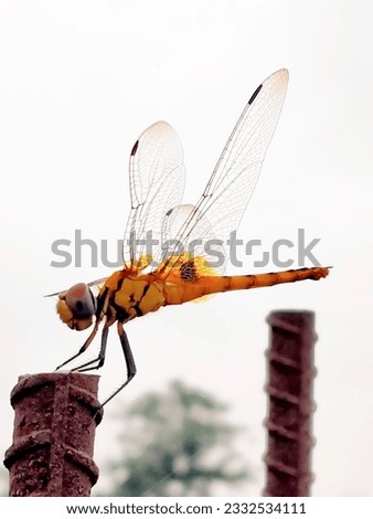 Dragonfly hd picture yellow colour 