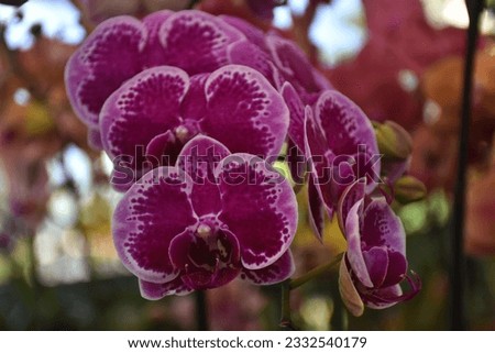 purple orchid blooms in ornamental plant cultivation in Indonesia