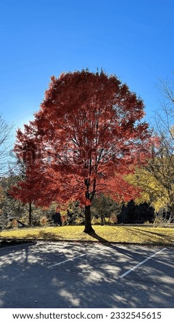 trees with fall colorful leaves  Royalty-Free Stock Photo #2332545615