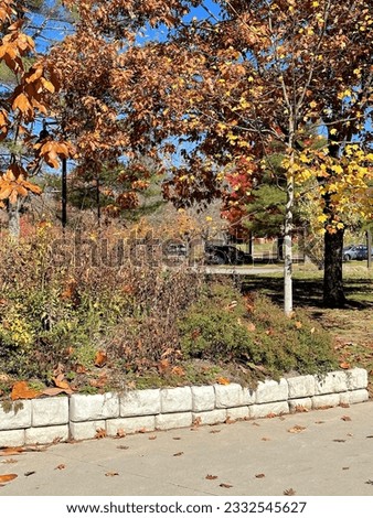 trees with fall colorful leaves  Royalty-Free Stock Photo #2332545627