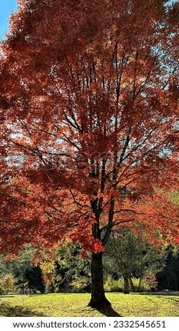 trees with fall colorful leaves  Royalty-Free Stock Photo #2332545651