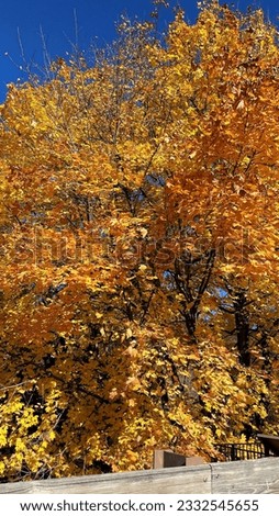 trees with fall colorful leaves  Royalty-Free Stock Photo #2332545655