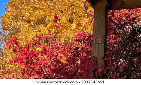trees with fall colorful leaves  Royalty-Free Stock Photo #2332545691