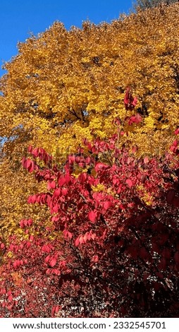 trees with fall colorful leaves  Royalty-Free Stock Photo #2332545701