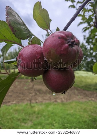 A picture of red apples 