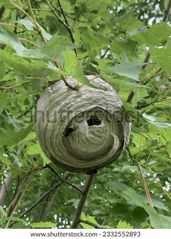 Dolichovespula maculata, bald-faced hornet, hornet nest in the park