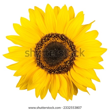 sunflower isolated on white background closeup.  Flat lay, top view.