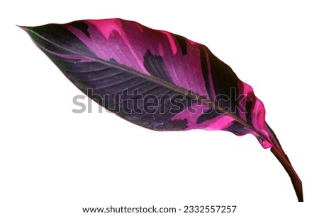 Real Pink banana leaf isolated on white background Royalty-Free Stock Photo #2332557257