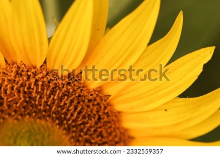 sunflowers field in Eastern Slovakia. Summer 2023