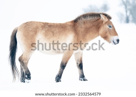 Przewalski's horse on snow in white landscape with trees in the background. Mongolian wild horse in nature habitat. Winter nature art. Dzungarian horse. Equus ferus przewalskii. Royalty-Free Stock Photo #2332564579
