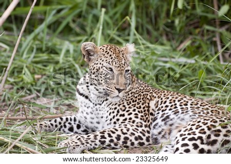 Leopard resting at Kruger national park.