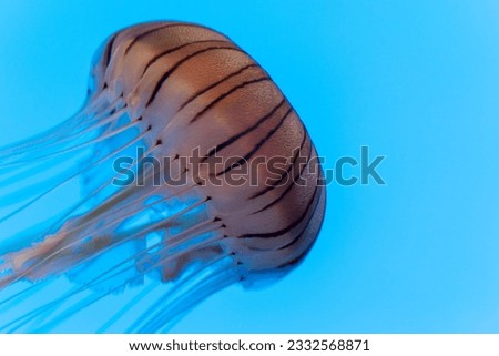 Isolated Pacific Sea Nettle Jellyfish swimming in Water