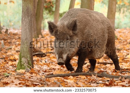Majestic european wild boar in forest Royalty-Free Stock Photo #2332570075