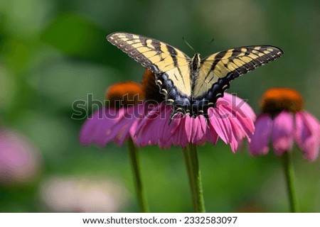 Beautiful tiger swallowtail butterfly setting on purple daisy flower for house decoration