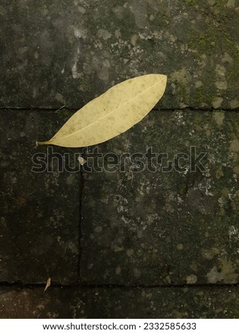 Abstract background of dried leaves on moss covered pavement tiles. Nature photo during autumn in the morning, taken closeup
