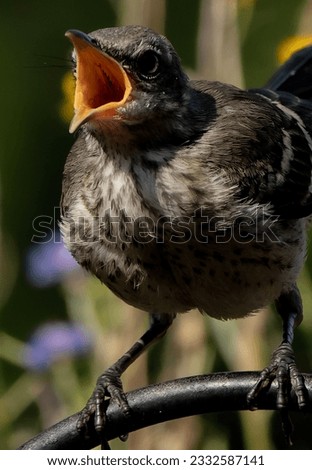 A Northern Mockingbird cries out                               