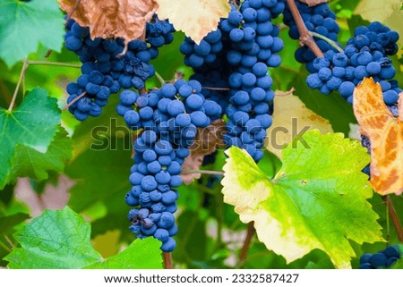 closeup grape cluster with leaves, natural vineyard agricultural scene