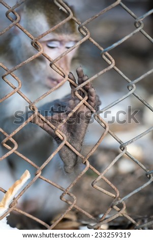 Monkey in cage
