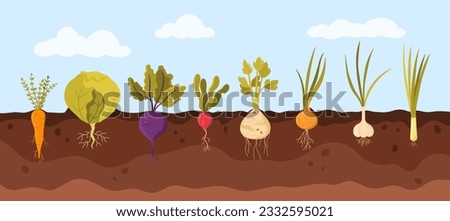Garden vegetable growth in soil vector illustration. Cartoon infographic background with carrot cabbage beetroot radish celery onion garlic leek, organic agriculture plants with roots and leaf, bulbs Royalty-Free Stock Photo #2332595021