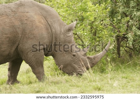                              African Grey Rhino grazing in the Serengeti