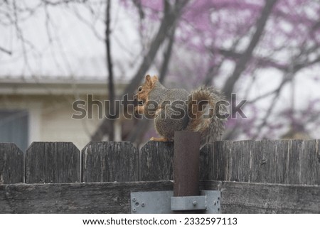 Cute squirrel eating a pecan on a wooden fence.