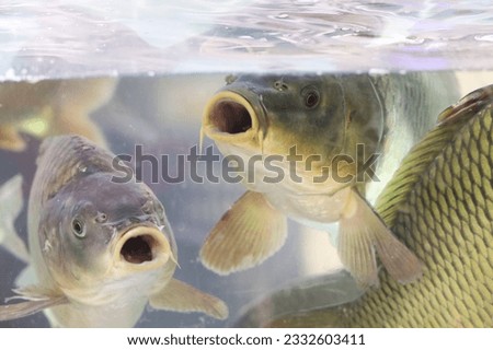 Carps swimming in water with its mouth open. Flock of fish, freshwater carp in a store aquarium Royalty-Free Stock Photo #2332603411