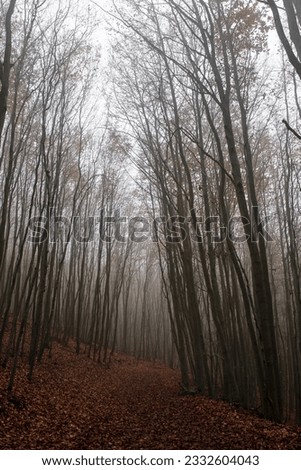 an autumn landscape with a foggy forest