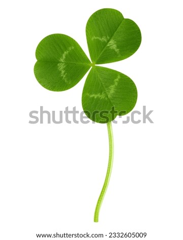 Clover isolated on white background, St. Patrick's Day symbol, clipping path, full depth of field Royalty-Free Stock Photo #2332605009