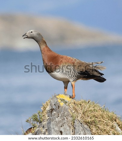 Black faced ibis; Feagan red fox; Upland goose; Upland goose; Wall mural, Wild horses ; Tierra del Fuego Naional Park